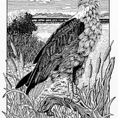 My project for course: Dip Pen and Ink Illustration: Capturing The Natural World. Sketching, Drawing, Artistic Drawing, Sketchbook, Ink Illustration, and Naturalistic Illustration project by Aurelia Sieberhagen - 07.18.2023