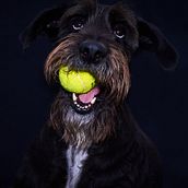 Mi proyecto del curso: Introducción a la fotografía de perros. Un projet de Photographie, Photographie de portrait, Photographie de studio, Photographie documentaire, Photographie lifest, le , et Photographie intérieure de fvignatti - 19.07.2023