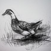 My project for course: Animal Illustration with Charcoal and Ink. Un proyecto de Bellas Artes, Dibujo, Ilustración con tinta e Ilustración naturalista				 de Fatemeh Sepehrzadeh - 19.07.2023