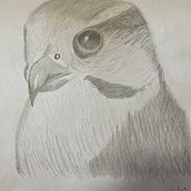 My project for course: Naturalistic Animal Drawing with Graphite Pencil. Pencil Drawing project by Richard van der Spuy - 07.19.2023