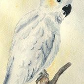 Vögel in Aquarell. Un proyecto de Pintura a la acuarela de Birgit Rehfeld - 19.07.2023