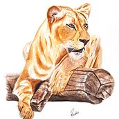 Lioness in Watercolor. Un progetto di Artigianato, Pittura ad acquerello, Belle arti e Pittura di Roshni Mehta - 22.07.2023