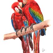 Macaws in Watercolor. Un progetto di Belle arti, Pittura, Pittura ad acquerello e Artigianato di Roshni Mehta - 22.07.2023