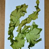 Pressed Atlantic seaweeds. Collage project by M Haskins - 07.22.2023
