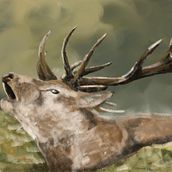 Deer. Traditional illustration project by Karola Kruk - 07.23.2023