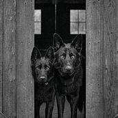 Dog Photography. Un proyecto de Fotografía, Fotografía de retrato, Fotografía digital, Fotografía artística, Fotografía documental, Fotografía Lifest y le de Ani Trone - 24.07.2023