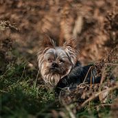 My project for course: Lifestyle Dog Photography. Un proyecto de Fotografía, Fotografía de retrato, Fotografía para Instagram, Fotografía documental, Fotografía Lifest y le de Ani Trone - 25.07.2023