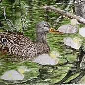 Mother with ducklings in a pond. Watercolor Painting, Fine Arts, and Painting project by Diane C. Pelletier - 07.26.2023