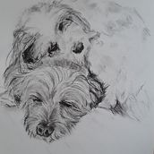 My project for course: Animal Illustration with Charcoal and Ink. Un proyecto de Bellas Artes, Dibujo, Ilustración con tinta e Ilustración naturalista				 de deborahwatts - 27.07.2023