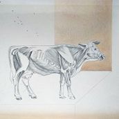 Mi proyecto del curso: Bos taurus. Traditional illustration, Pencil Drawing, Drawing, Artistic Drawing, Naturalistic Illustration, and Colored Pencil Drawing project by Manuel Jesús Palacios Benavente - 07.28.2023