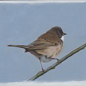 Mijn project van de cursus: Naturalistische vogels illustreren met aquarel . % Ruud van Unen tarafından hazırlanan Geleneksel illüstras, on, Sulubo, a Resim, Gerçekçi Çizim, Doğalcı İllüstras, Ve on projesi - 07.29.2023
