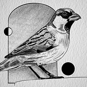 My project for course: Realistic Illustration of Birds with Imaginative Elements. Drawing, Ink Illustration, Naturalistic Illustration, and Pencil Drawing project by Kayley Sims - 07.23.2023