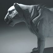 Tiger/ Sculpting in Blender Ein Projekt aus dem Bereich 3-D-Modellierung, 3-D-Design und Design für Videospiele von Antonio Carrasco Galinsoga - 30.07.2023
