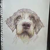 My project for course: Pet Portraits in Colored Pencils. Un progetto di Illustrazione tradizionale e Illustrazione naturalistica di Maria Myrskyvuori - 31.07.2023