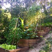 Terraced Vegetable Beds. Een project van L y scaping van carla_maria - 01.08.2023