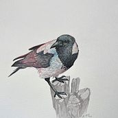 My project for course Artistic Watercolor Techniques for Illustrating Birds: Hooded Crow. Traditional illustration, Watercolor Painting, Realistic Drawing, and Naturalistic Illustration project by ansku - 07.27.2023