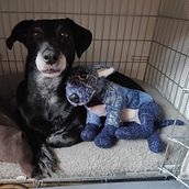 My little blue dog Bluey for course: Knitting Realistic Stuffed Animals: Make a Puppy from Yarn. Fiber Arts, DIY, Knitting, and Textile Design project by Ju Lia - 08.03.2023