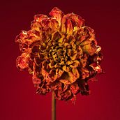 Floral Art with Planks & Pistils. Un proyecto de Escenografía, Diseño floral, vegetal, Diseño de producto, Fotografía publicitaria, Fotografía gastronómica, Food St, ling				 y Dirección de arte de Zeke Franco - 04.08.2023