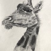 My project for course: Animal Illustration with Charcoal and Ink. Fine Arts, Drawing, Naturalistic Illustration & Ink Illustration project by Natalia Turkiewicz - 08.08.2023