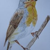 Mi proyecto del curso: Ilustración naturalista de aves con acuarela. Un progetto di Illustrazione tradizionale, Pittura ad acquerello, Disegno realistico e Illustrazione naturalistica di Sam Herbert - 06.08.2023