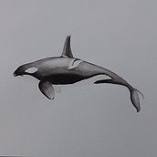 My project for course: Naturalist Illustration Techniques: Whales in Watercolor Ein Projekt aus dem Bereich Bildende Künste, Malerei, Aquarellmalerei und Naturalistische Illustration von christine7589 - 06.08.2023