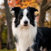 Mi proyecto del curso: Fotografía lifestyle de perros. Photograph, Portrait Photograph, Instagram Photograph, Documentar, Photograph, Lifest, and le Photograph project by Pablo Emanuel Cabrera - 08.03.2023