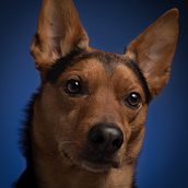 Mi proyecto del curso: Fotografía lifestyle de perros . Fotografie, Fotografie portret, Instagram Fotografie, Fotografie documentară și Fotografii de stil de viață de Noelia Valle - 03.22.2024