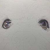 Mi proyecto del curso: Retratos de Mascotas en Lápices de Colores. Un proyecto de Ilustración tradicional e Ilustración naturalista				 de Leonardo Sevilla - 08.08.2023