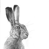 My project for course: Naturalistic Animal Drawing with Graphite Pencil. Traditional illustration, Pencil Drawing, Drawing, and Naturalistic Illustration project by Alan Byrom - 07.26.2023