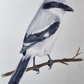 My project for course: Artistic Watercolor Techniques for Illustrating Birds. Traditional illustration, Watercolor Painting, Realistic Drawing, and Naturalistic Illustration project by Michelle Esterhuizen - 08.09.2023