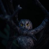 The Gaze of an Owl  . Un progetto di Fotografia, Ritocco fotografico, Fotografia digitale, Composizione fotografica e Teoria del colore di Nicolas Jaramillo - 10.08.2023