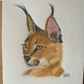 Caracal . Un proyecto de Pintura a la acuarela e Ilustración naturalista				 de Marcela Pacheco Weber - 13.07.2023