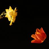 Whisper. Un progetto di Fotografia di Aleyna Cebecioğlu - 10.08.2023