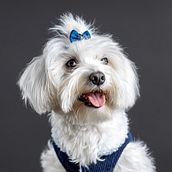 Mi proyecto del curso: Introducción a la fotografía de perros Ein Projekt aus dem Bereich Fotografie, Porträtfotografie, Studiofotografie, Dokumentarfotografie, Lifest, le-Fotografie und Interieurfotografie von isaacsoriaphoto - 11.08.2023