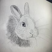 Meu projeto do curso: Desenho naturalista de animais com lápis grafite. Traditional illustration, Pencil Drawing, Drawing, and Naturalistic Illustration project by Ana V_ - 08.12.2023