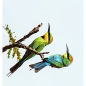My project for course: Artistic Watercolor Techniques for Illustrating Birds. Traditional illustration, Watercolor Painting, Realistic Drawing, and Naturalistic Illustration project by Regan - 08.13.2023