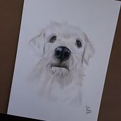 Meu projeto do curso: Retratos de pets a lápis de cor. Projekt z dziedziny Trad, c, jna ilustracja, Ilustracja naturalist i czna użytkownika Ana Paula Cianciosa dos Reis - 10.08.2023