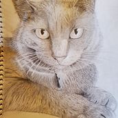 In Memory of Toby. Un proyecto de Bellas Artes de Melanie Berger - 14.08.2023