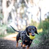 Meu projeto do curso: Fotografia lifestyle de cachorros. Projekt z dziedziny Fotografia, Fotografia portretowa, Fotografia na Instagram, Fotografia dokumentalna,  Fotografia lifest i le użytkownika Carlota Tareco Santos - 15.08.2023