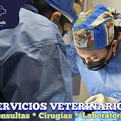PUBLICIDAD PARA VETERINARIA ANIMAUX. Advertising project by Sergio Alvarez - 09.30.2023