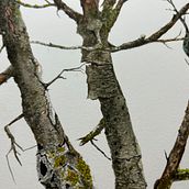 Il mio progetto del corso: Pittura ad acquerello: esplora le tecniche del pennello asciutto. Un proyecto de Bellas Artes, Pintura, Dibujo, Pintura a la acuarela, Ilustración botánica e Ilustración naturalista				 de Ivana Angeli - 17.08.2023