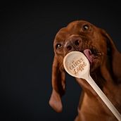 Mein Abschlussprojekt für den Kurs: Hundefotografie. Photograph, Portrait Photograph, and Studio Photograph project by tmaasjost - 08.17.2023