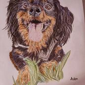 Mi proyecto del curso: Retratos de Mascotas en Lápices de Colores. Traditional illustration, and Naturalistic Illustration project by Marta Yuste - 08.18.2023