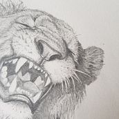 Mein Abschlussprojekt für den Kurs: Realistische Tierporträts mit Bleistift. Traditional illustration, Pencil Drawing, Drawing, and Naturalistic Illustration project by bruena27 - 08.18.2023