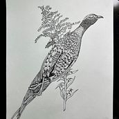 Pheasant and Goldenrod, Shrike and prey . Un progetto di Disegno a matita, Disegno, Illustrazione con inchiostro e Illustrazione naturalistica di hannahhirsekorn - 18.08.2023