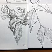 My project for course: Dip Pen and Ink Illustration: Capturing The Natural World. Un proyecto de Bocetado, Dibujo, Dibujo artístico, Sketchbook, Ilustración con tinta e Ilustración naturalista				 de ma_licious - 20.08.2023