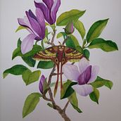 Mi proyecto del curso: Ilustración naturalista con gouache y acuarela. Un projet de Beaux Arts, Peinture, Aquarelle, Illustration botanique, Illustration naturaliste , et Peinture gouache de Nuria Ogalla - 21.08.2023