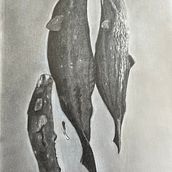 Sleeping Whales. 9 x 12 graphite on Arches paper . Pencil Drawing, and Sketching project by Lisa Edwards - 08.21.2023