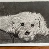 Harry Dog. 4 x 6 Graphite drawing . Pencil Drawing, and Sketching project by Lisa Edwards - 08.21.2023