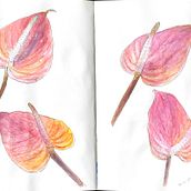 My project for course: Botanical Sketchbooking: A Meditative Approach. Traditional illustration, Sketching, Drawing, Watercolor Painting, Botanical Illustration, and Sketchbook project by Amna Albanna - 08.22.2023